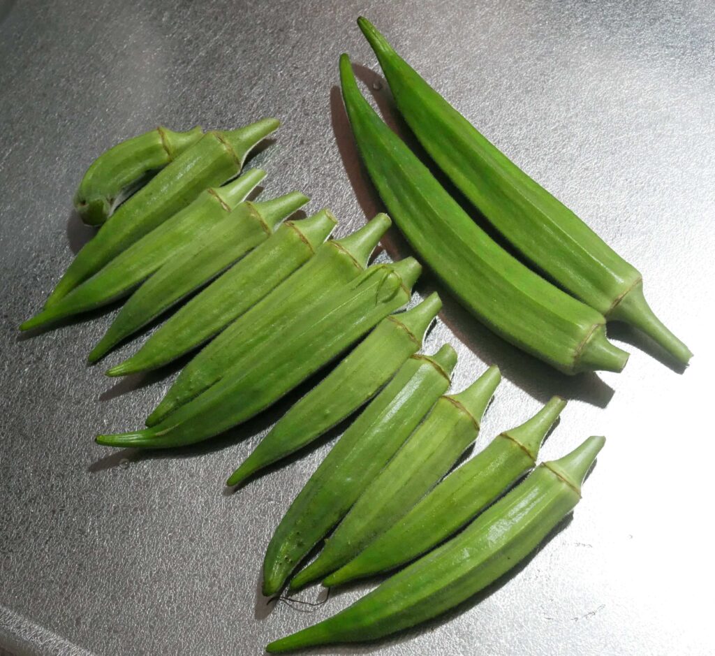 Early-Okra