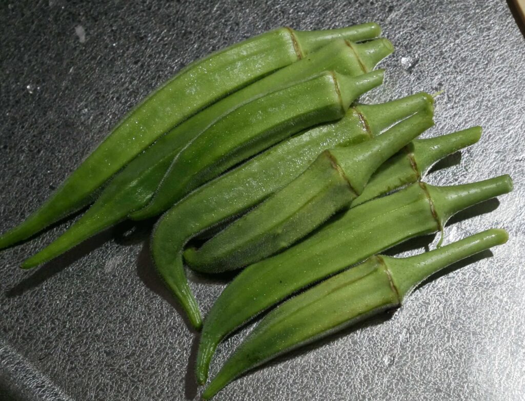 Early-Okra