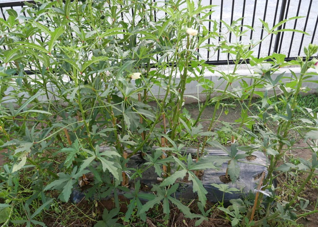 Early-Okra