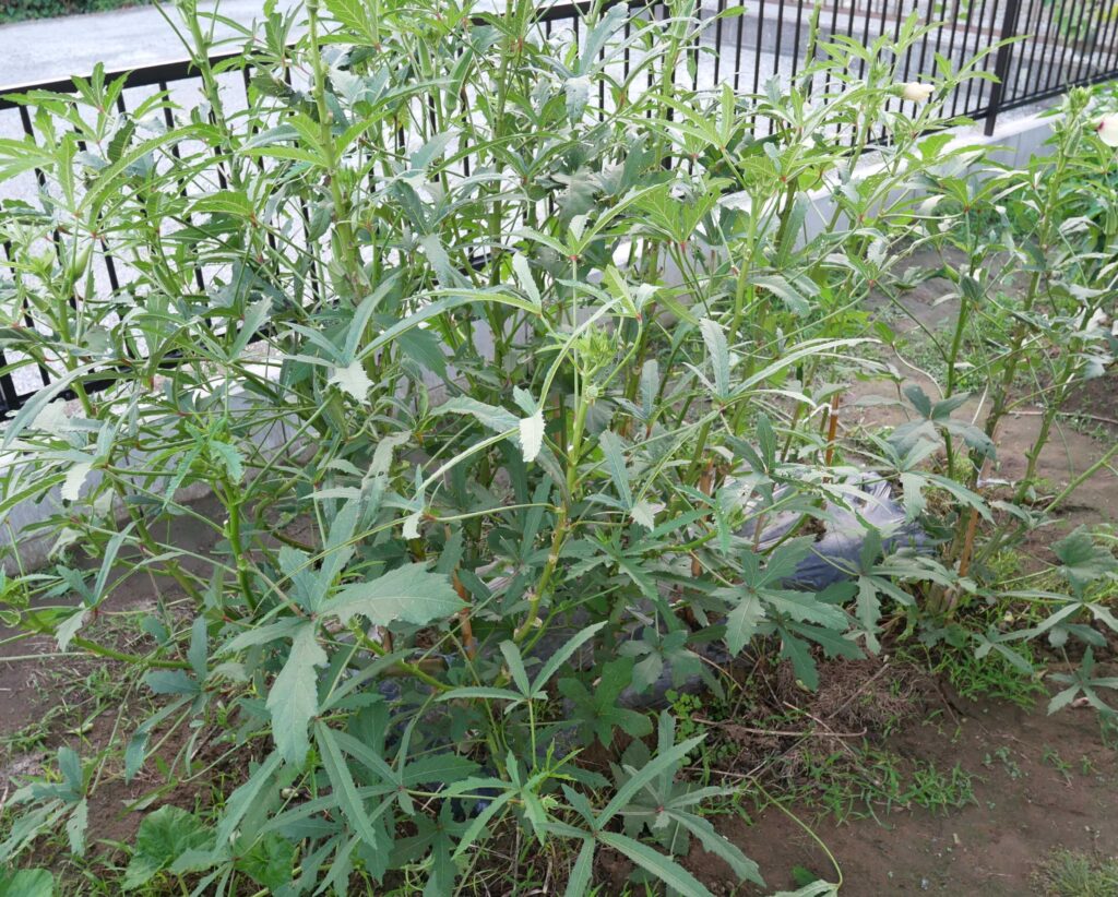 Early-Okra
