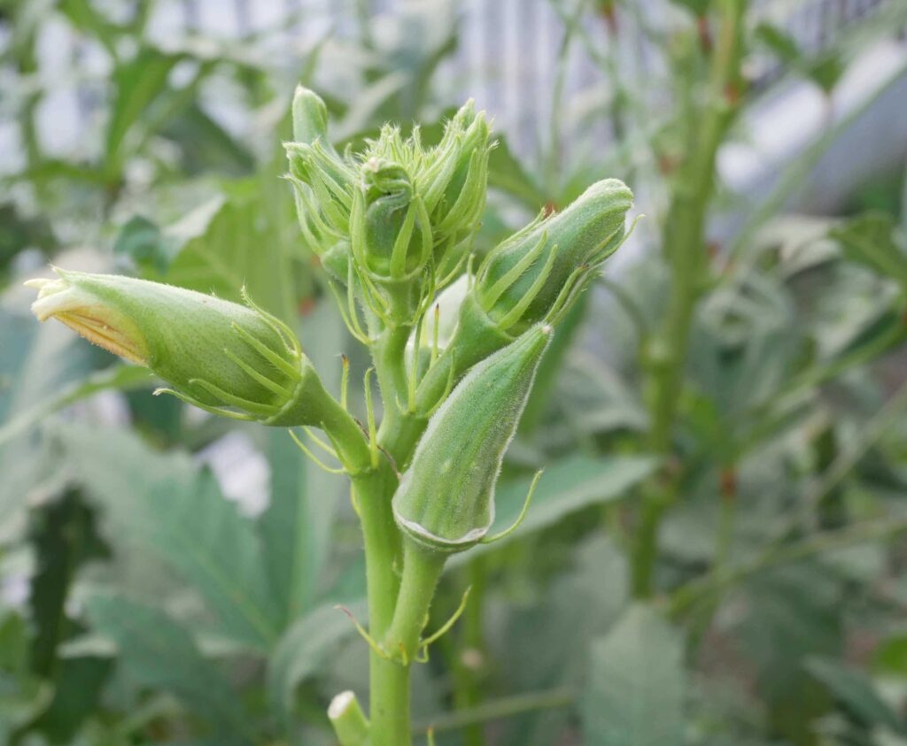 Early-Okra