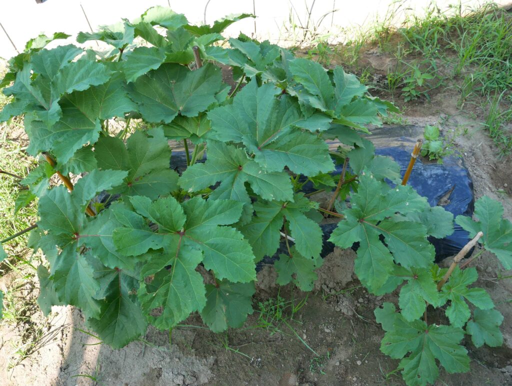 Early-Okra