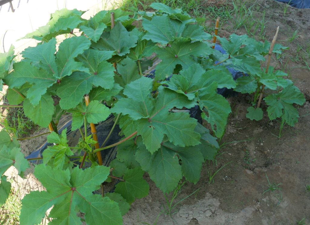 Early-Okra