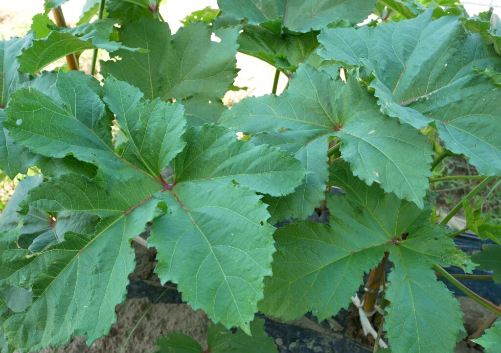 Early-Okra