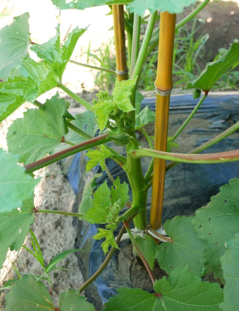 Early-Okra