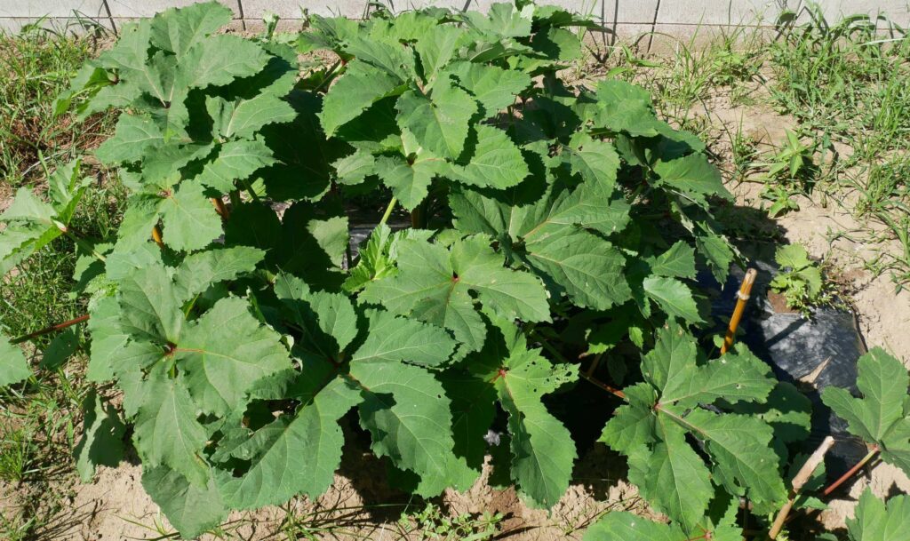 Early-Okra