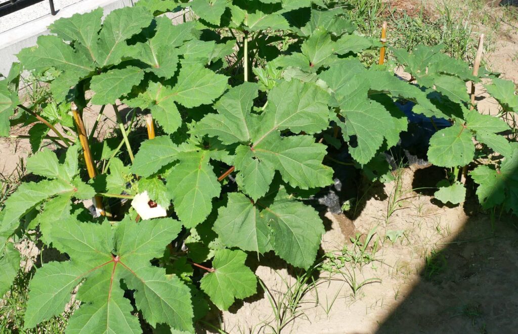 Early-Okra