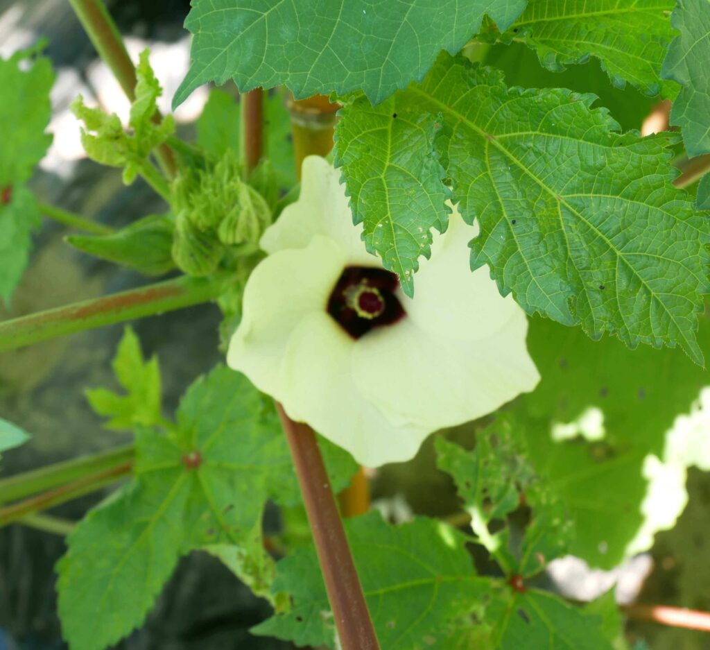 Early-Okra