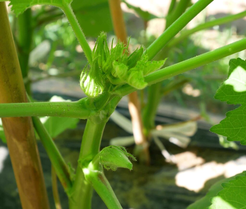 Early-Okra