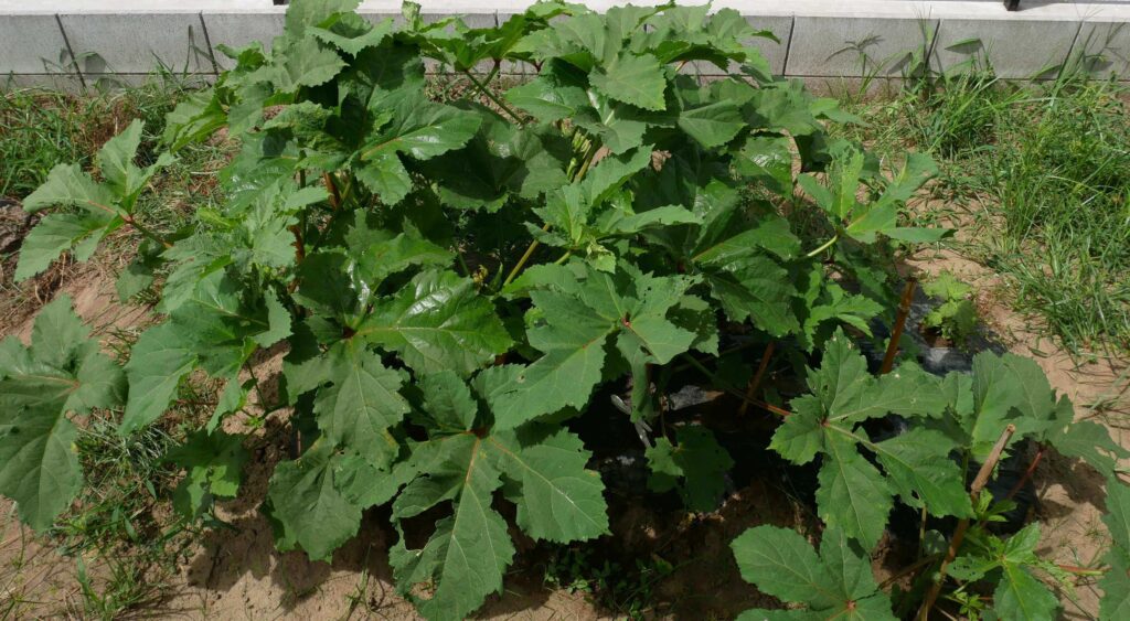 Early-Okra