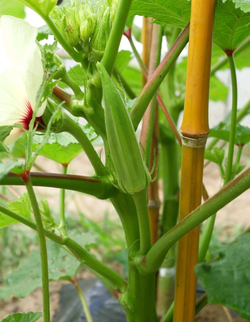 Early-Okra