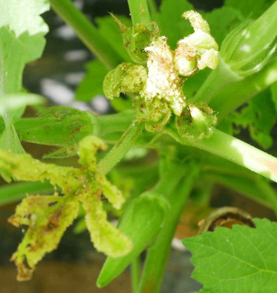 Early-Okra