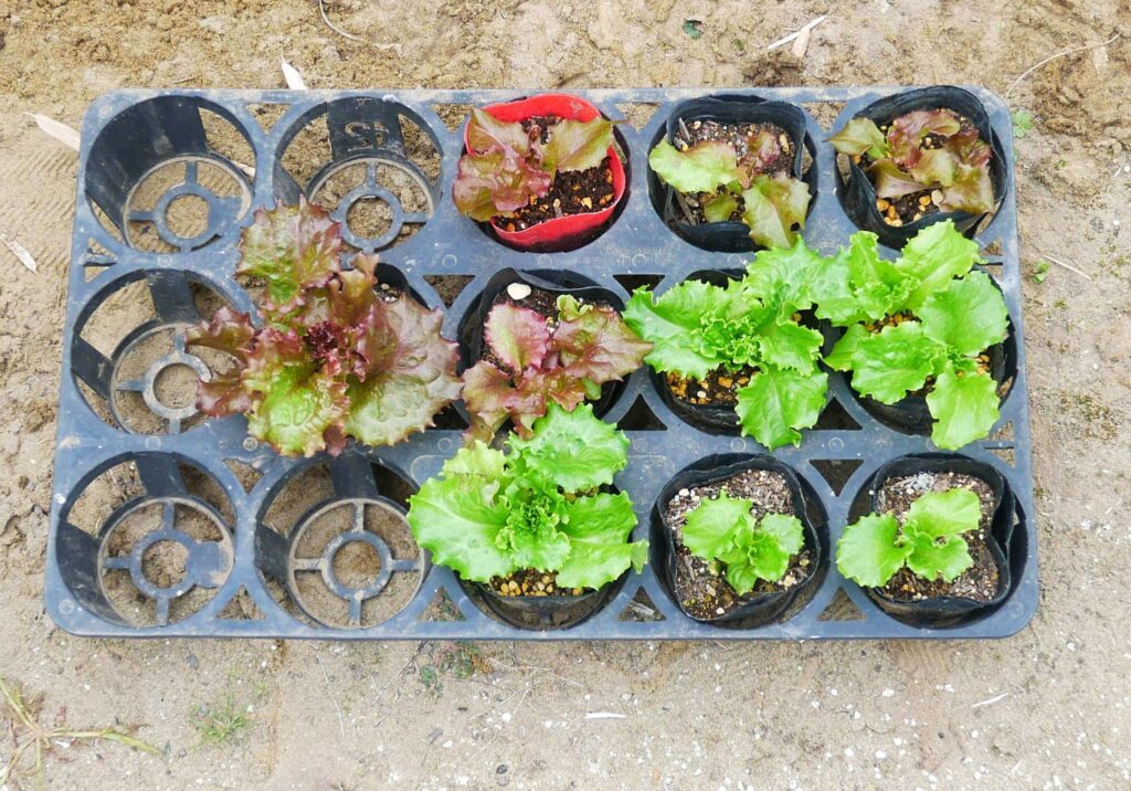 sunny-lettuce