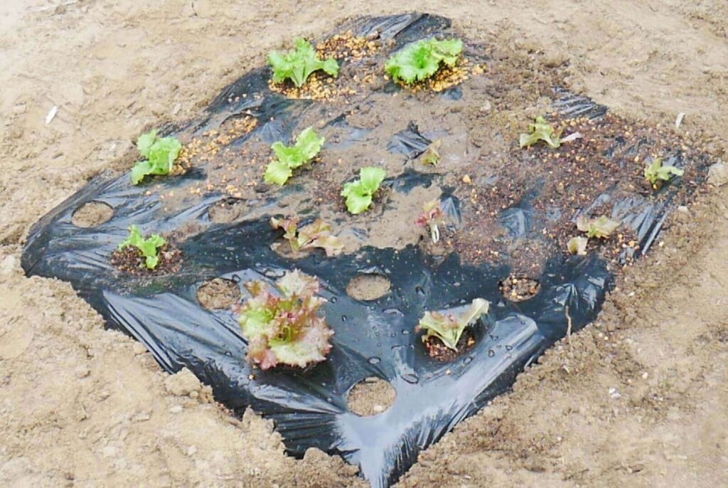 sunny-lettuce