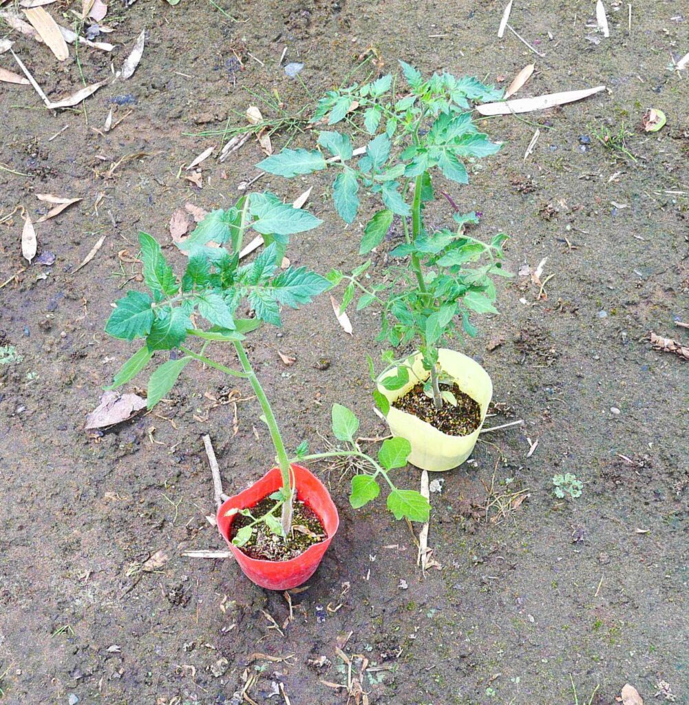 cherry-tomatoes
