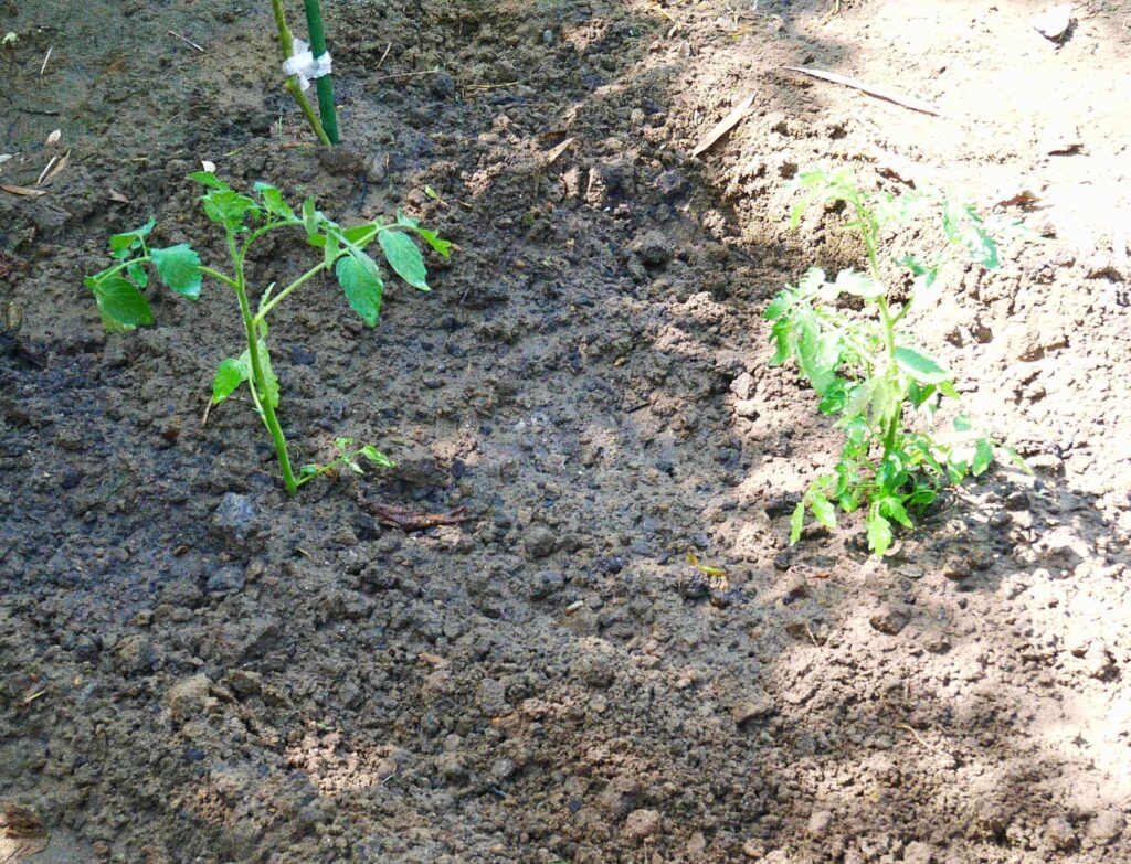 cherry-tomatoes