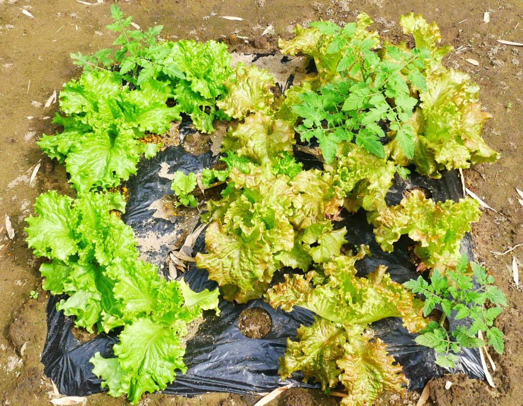 sunny-lettuce