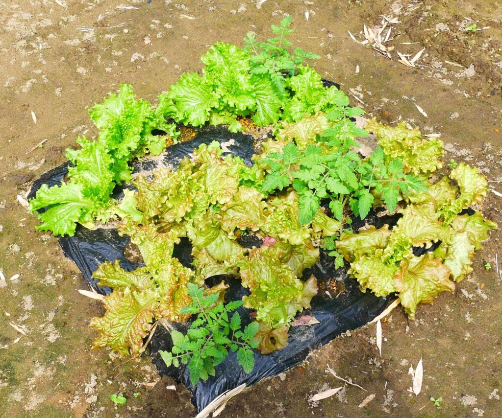 sunny-lettuce
