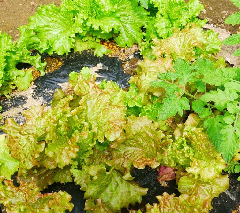 sunny-lettuce