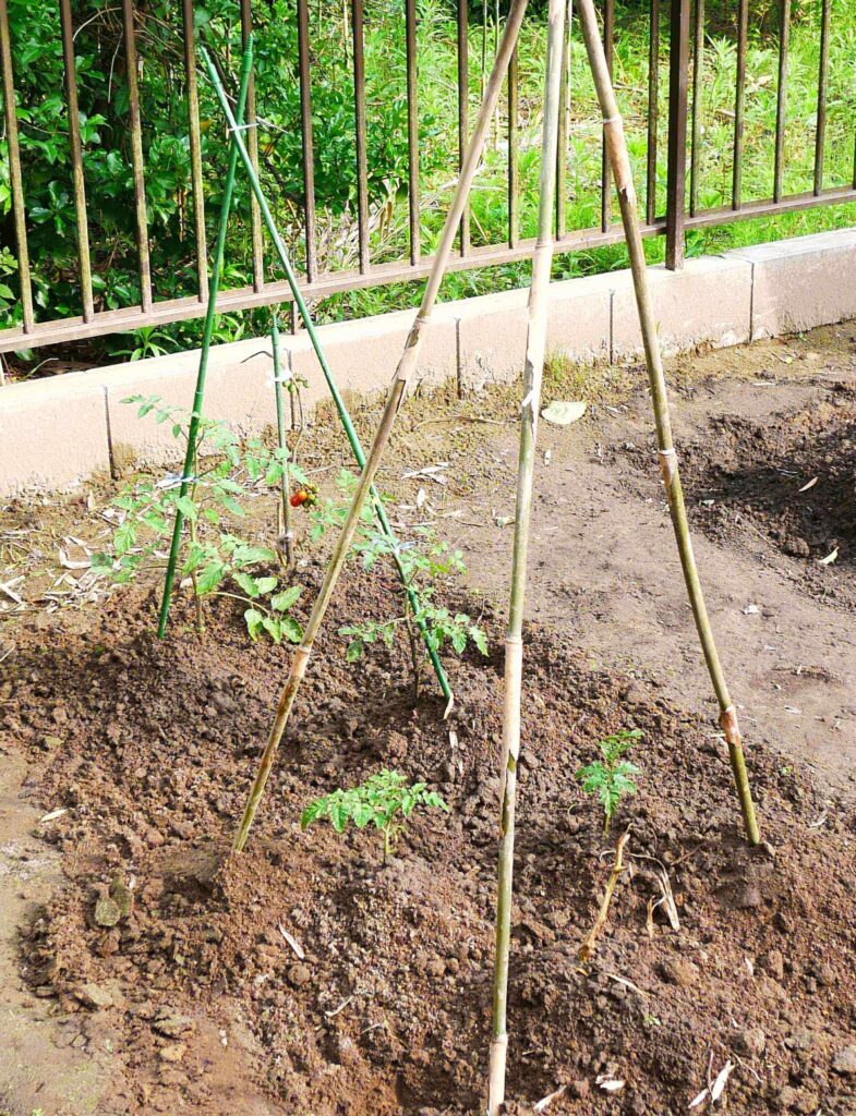cherry-tomatoes