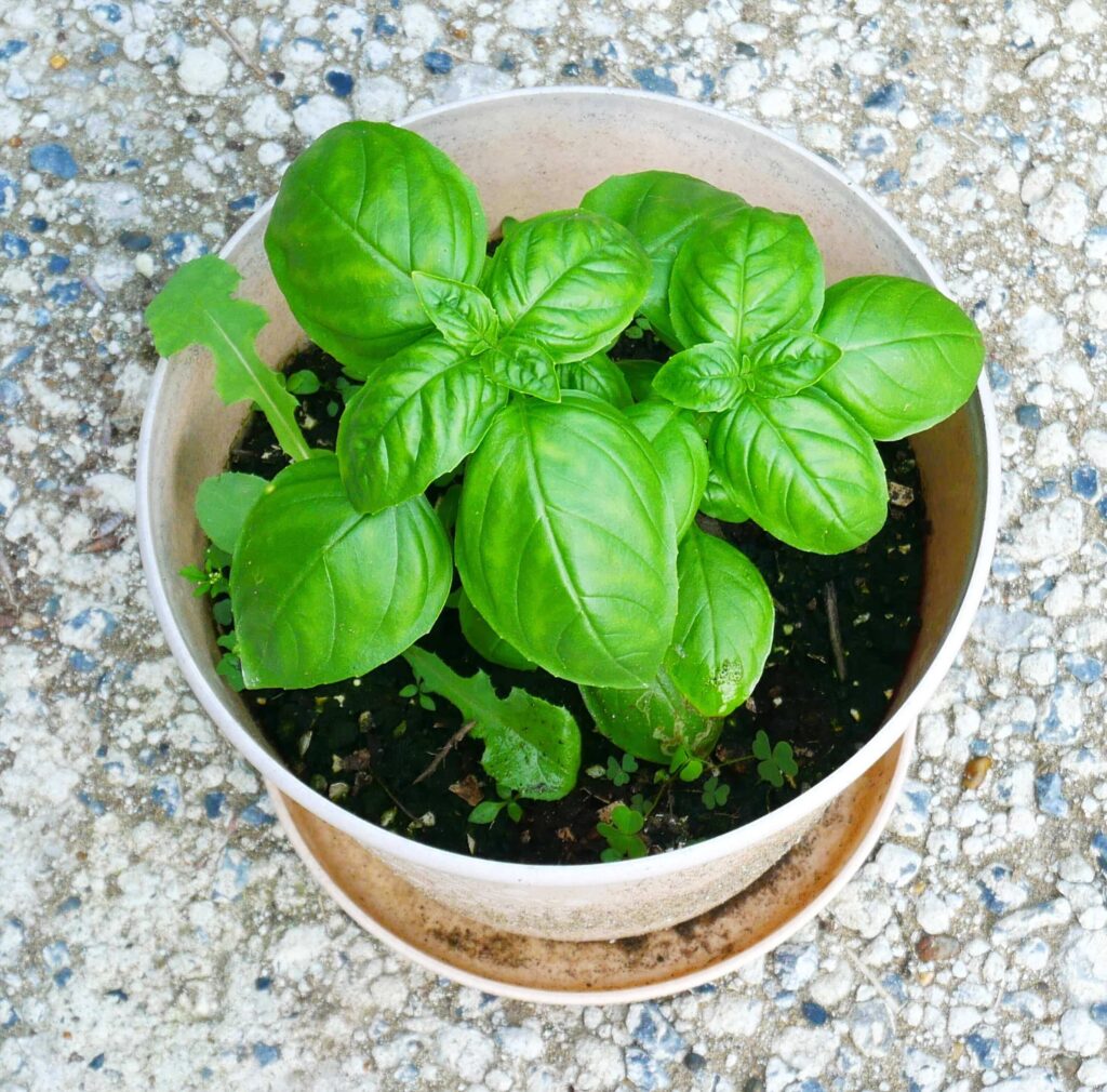basil