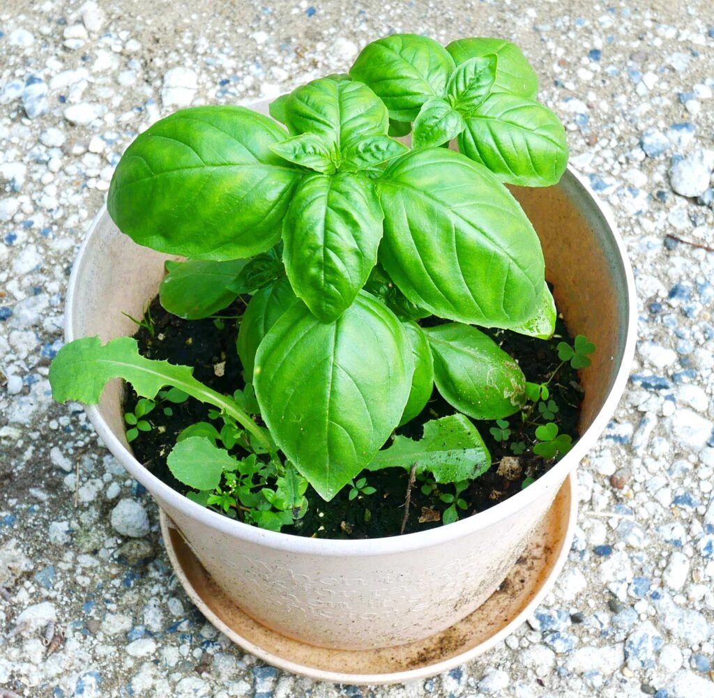 basil