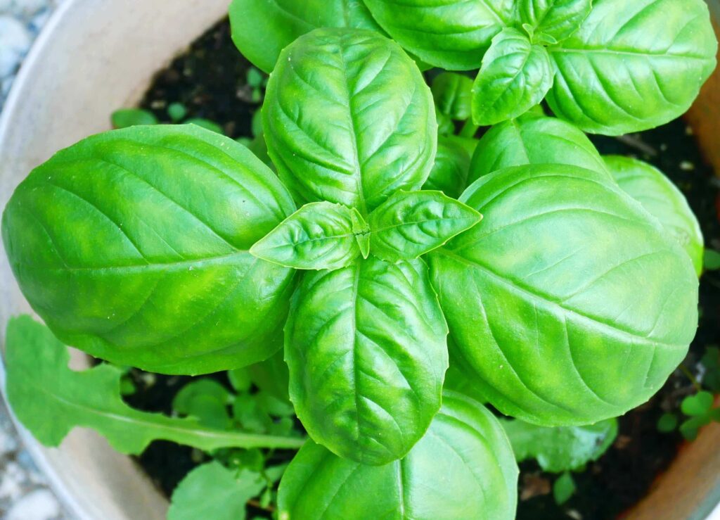 basil