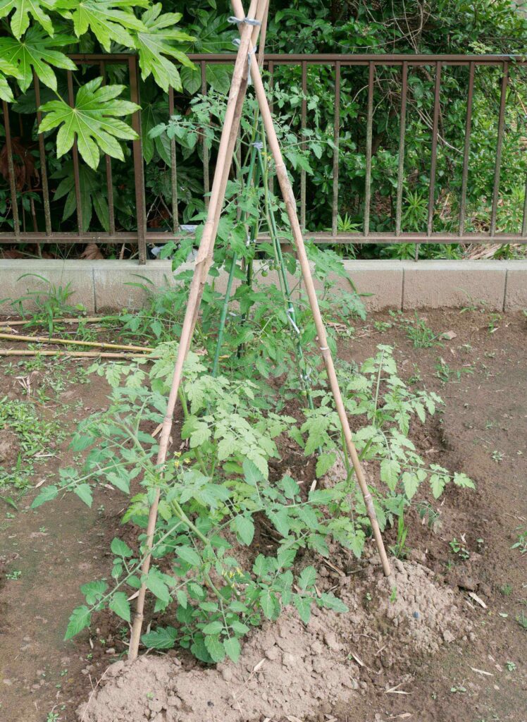 cherry-tomatoes