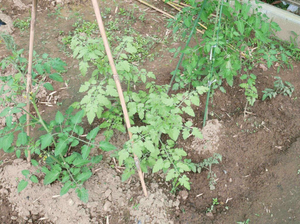 cherry-tomatoes