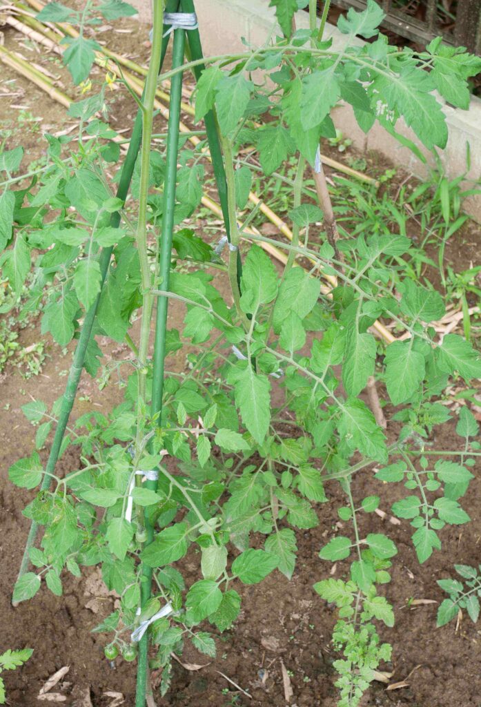 cherry-tomatoes