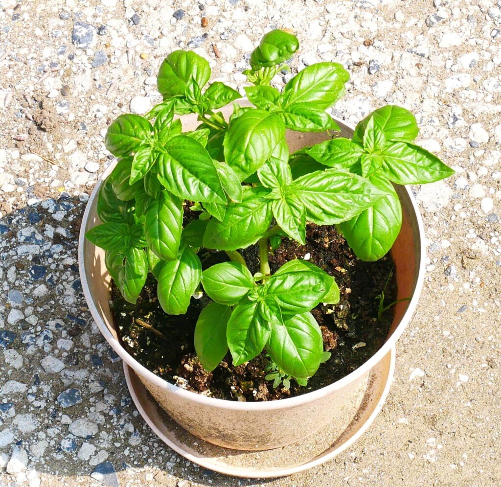 basil