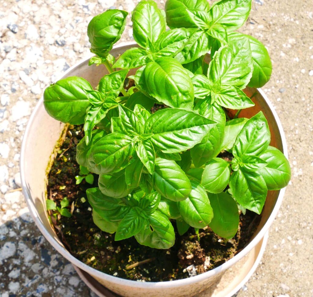 basil