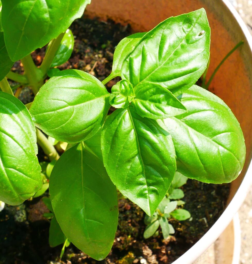 basil