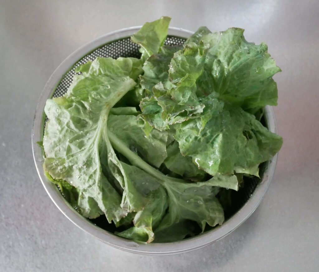 sunny-lettuce