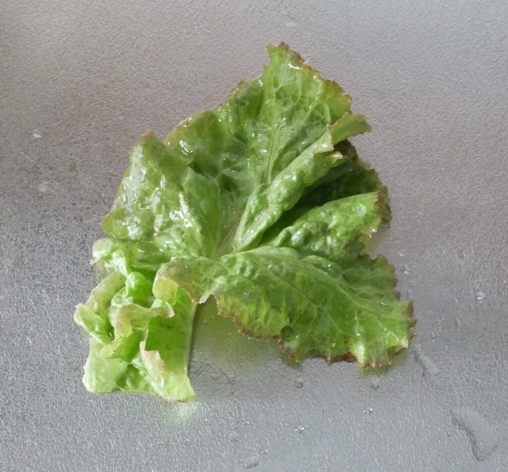 sunny-lettuce