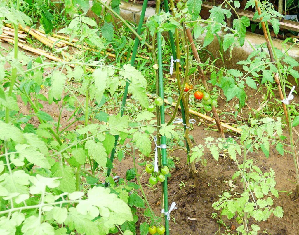 cherry-tomatoes