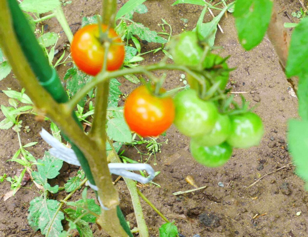 cherry-tomatoes