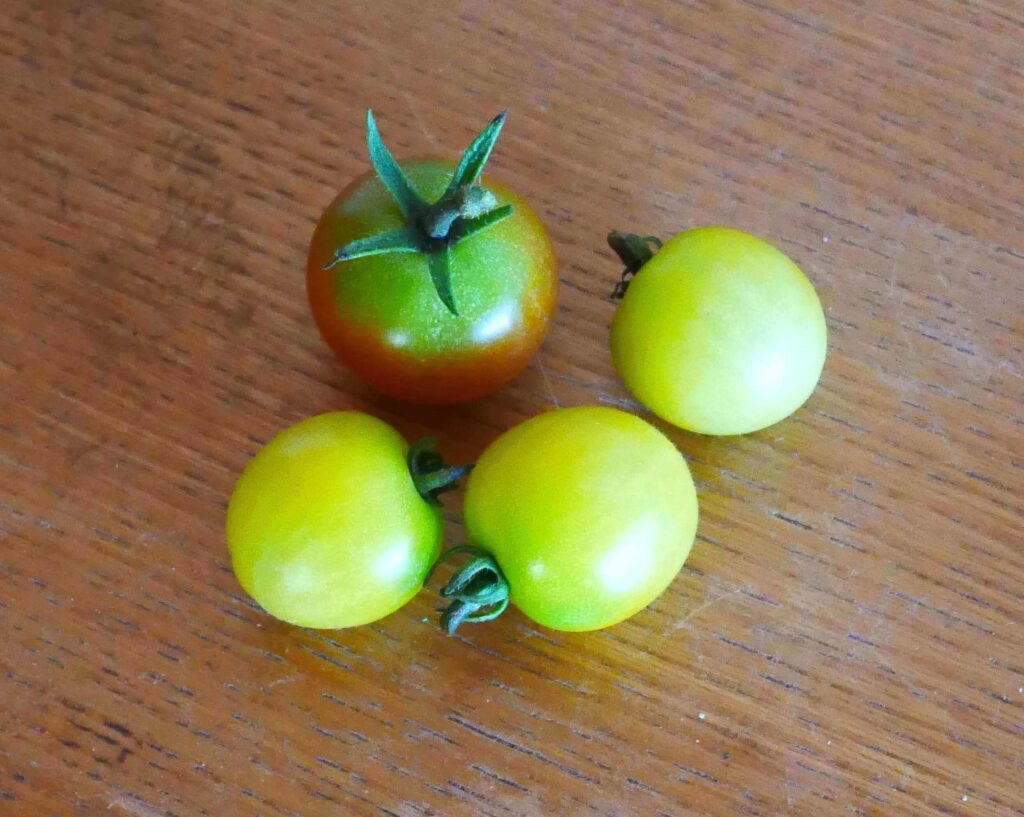 cherry-tomatoes