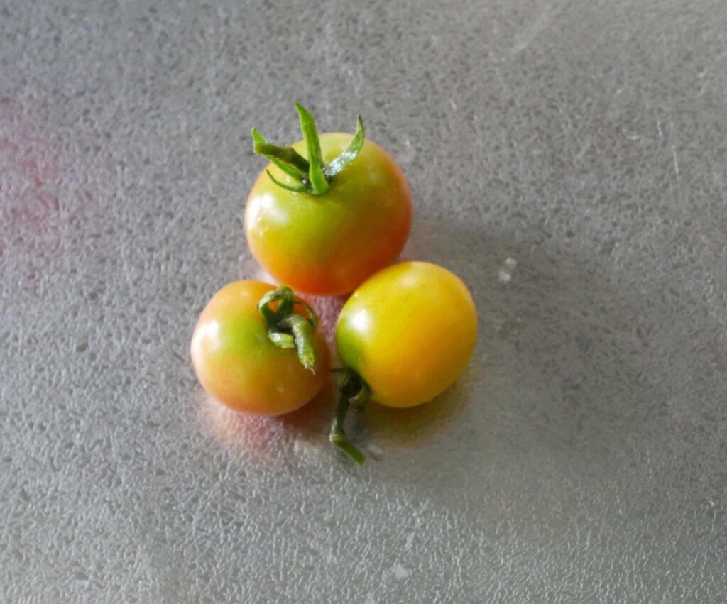 cherry-tomatoes