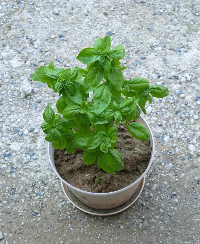 basil