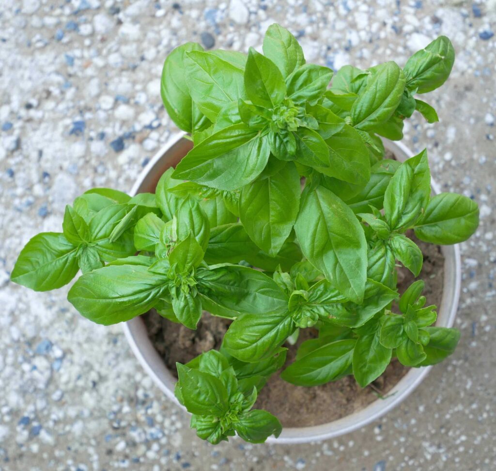 basil