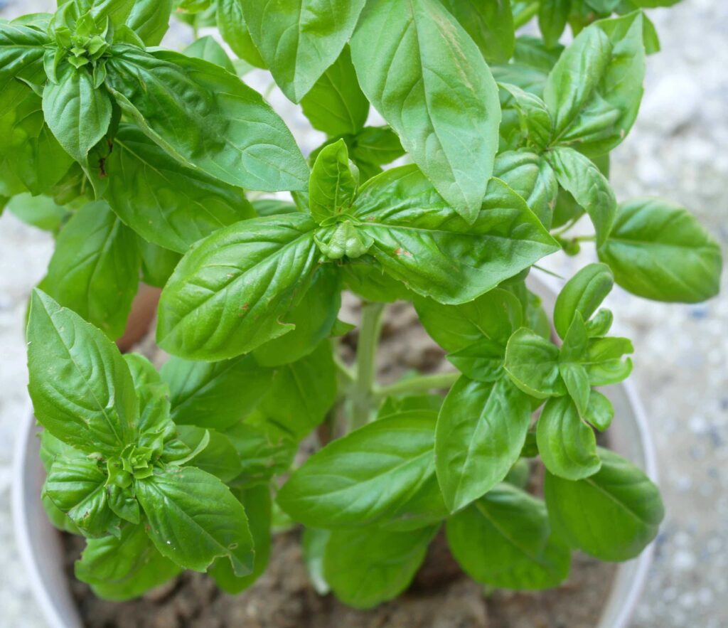 basil