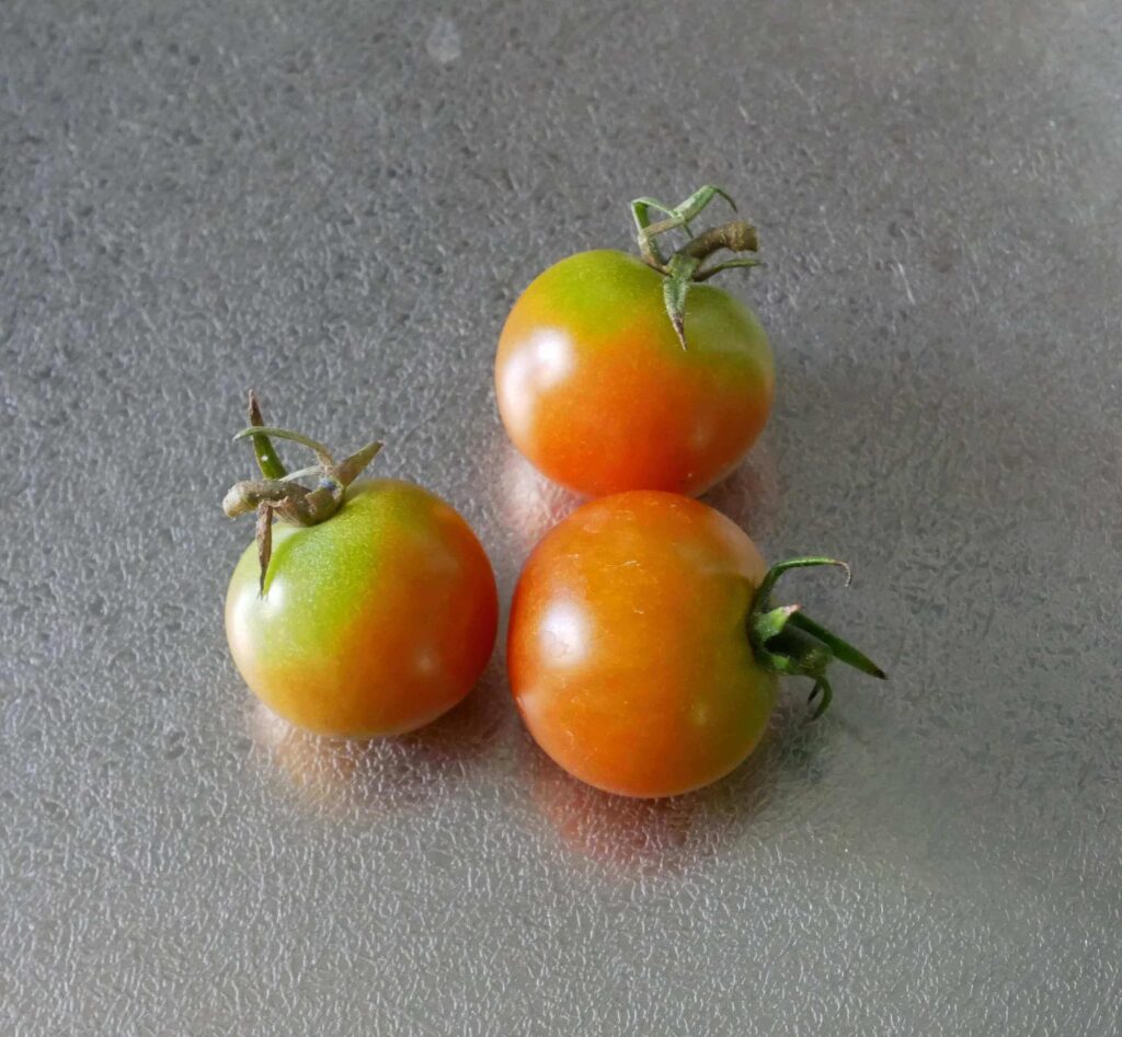 cherry-tomatoes
