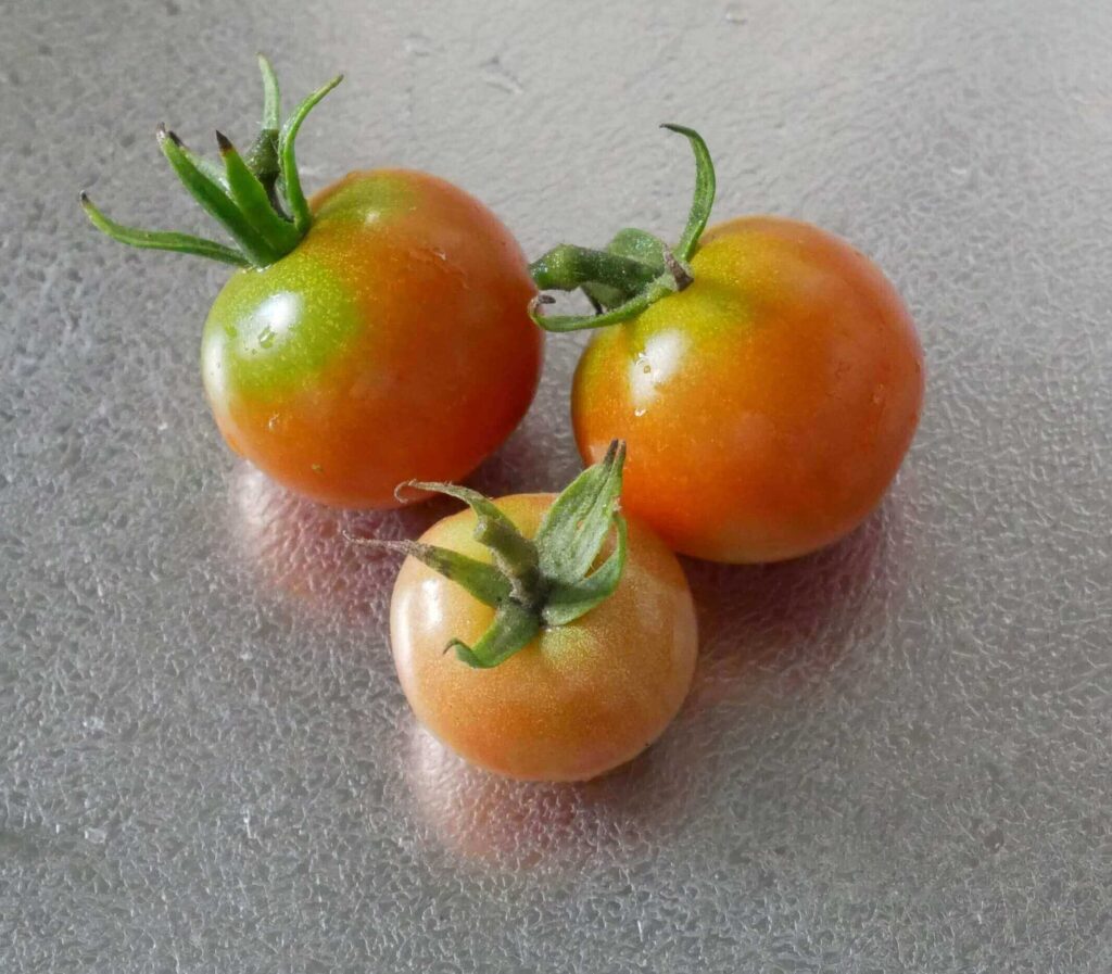 cherry-tomatoes
