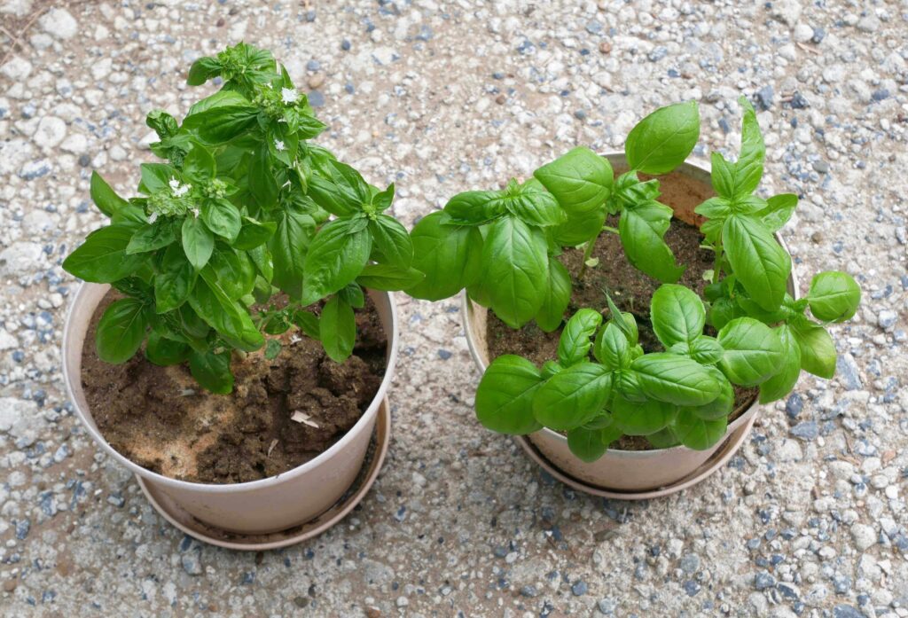 basil