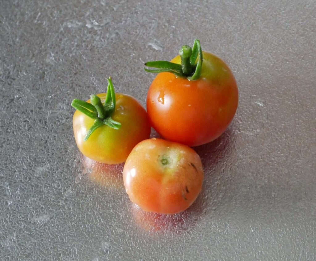 cherry-tomatoes