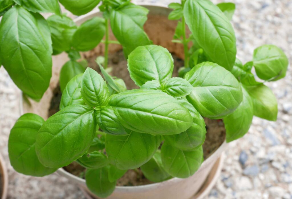 basil