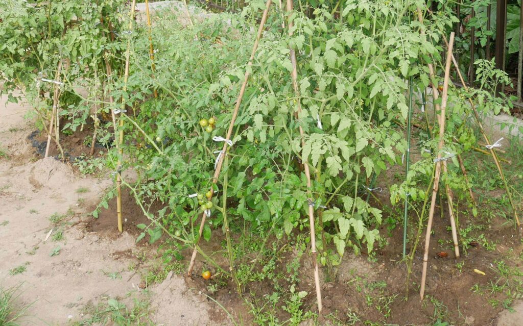 cherry-tomatoes