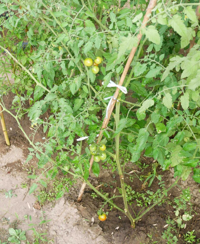 cherry-tomatoes