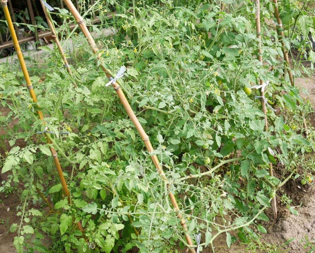 cherry-tomatoes